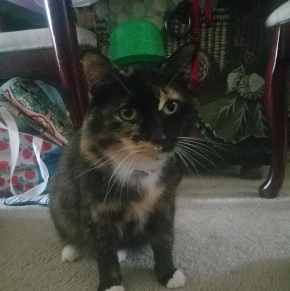 VERY ANIMAL FRIENDLY HOME 🐕🐈🕷🐢🐀❤ - Picture 4 of 16